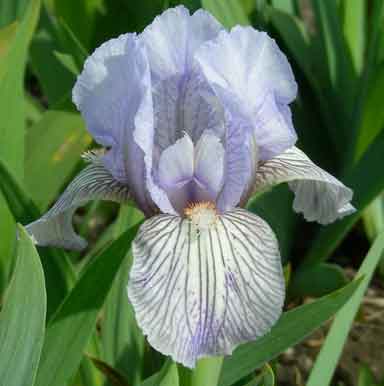SDB Iris Skyray