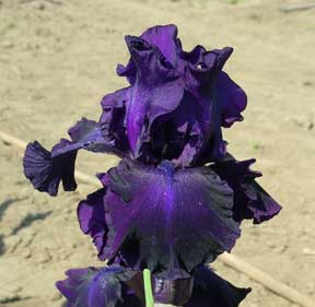 TB Iris Slovak Sapphire 