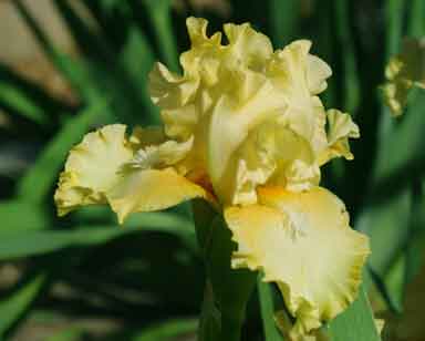 IB Iris Soft Word