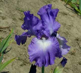 TB Iris Speeding Again