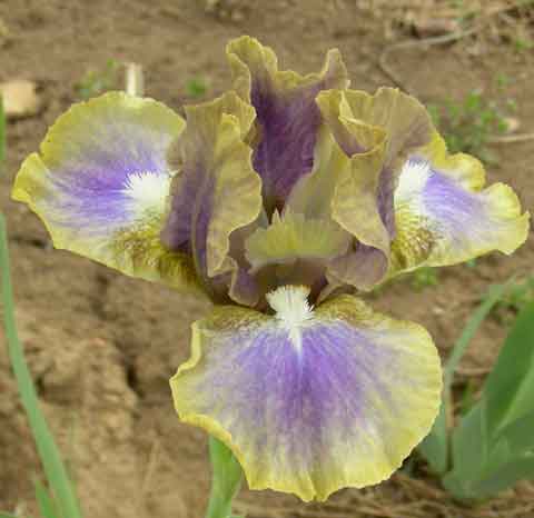 Spock SDB Chapman Iris