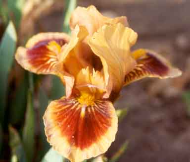 MDB Iris  Spot Of Tea