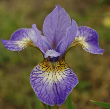 siberian Iris Sprinkles