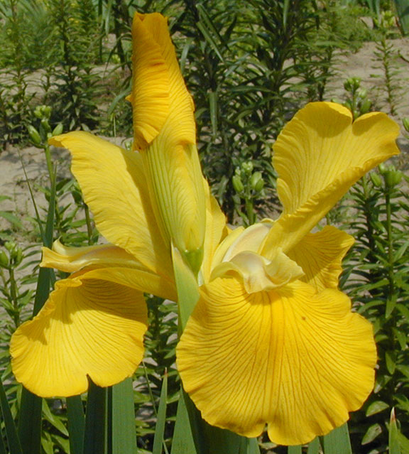 Stalutis