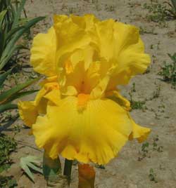 TB Iris Strike It Rich