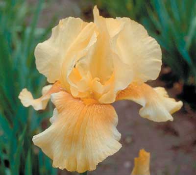 TB Iris sultan's Honey
