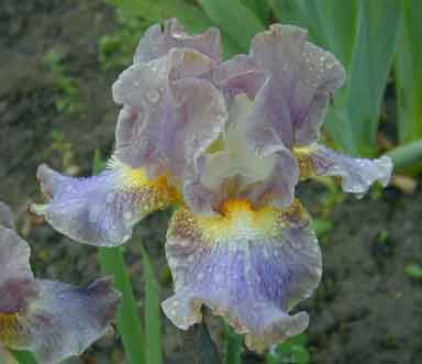 IB Iris Sunbreak