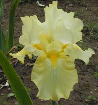 TB Iris sunny Disposition