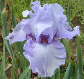 TB Iris Swing And Sway