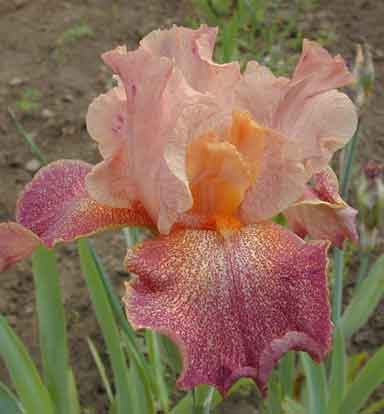 TB Iris Tanzanian Tangerine