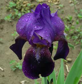 TB Iris The Black Douglas