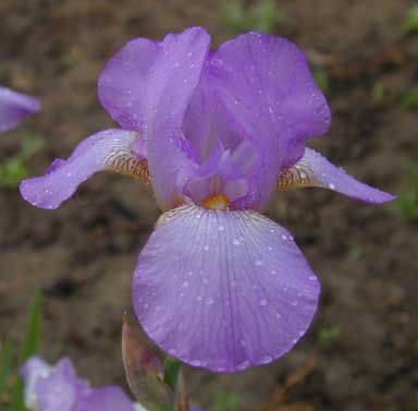MTB Iris Think Spring