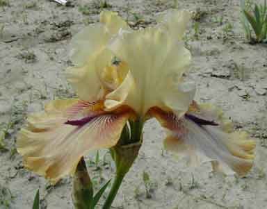 TB Iris Thornbird