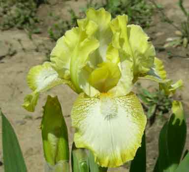 SDB Iris Thriffty