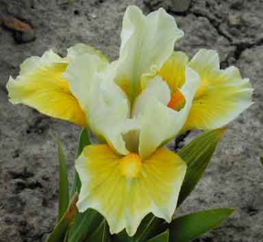 MDB Iris Tingle