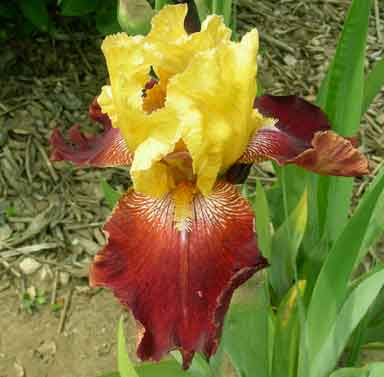 TB Iris True Spirit