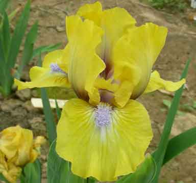 SDB Iris Tuscana
