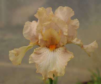 BB Iris Twiggy