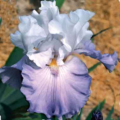 Twilight Cloud TB Iris 