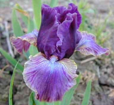 SDB Iris Twist Of Twilight