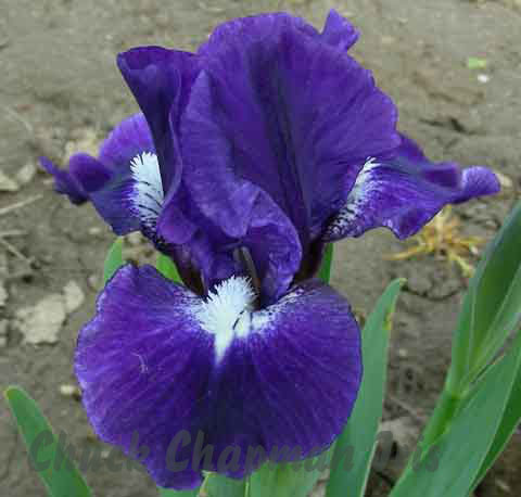 Urban Myth SDB iris Chapman Iris