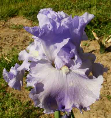 TB Iris wide Blue Seas