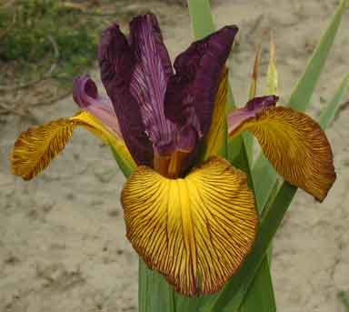 Spuria Iris Wild At Heart