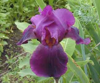 TB Iris winesap