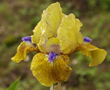 SDB Iris Wise Willow