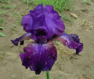 TB Iris Witche's Cape