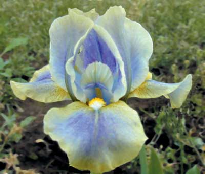 SDB Iris Witch's Cauldron