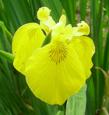 Iris suedocorous  chapmaniris.com