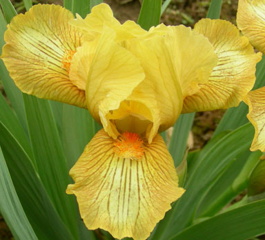 Yellow Hornet SDB Iris chapmaniris.com